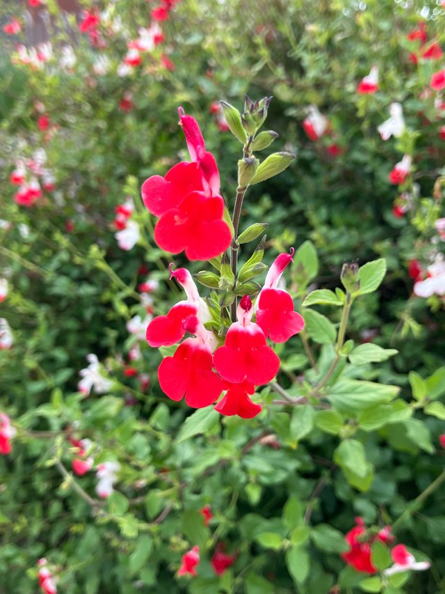 IMG_1917.jpeg