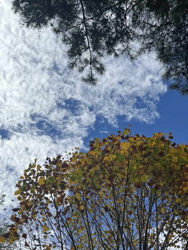 IMG_5569.jpeg