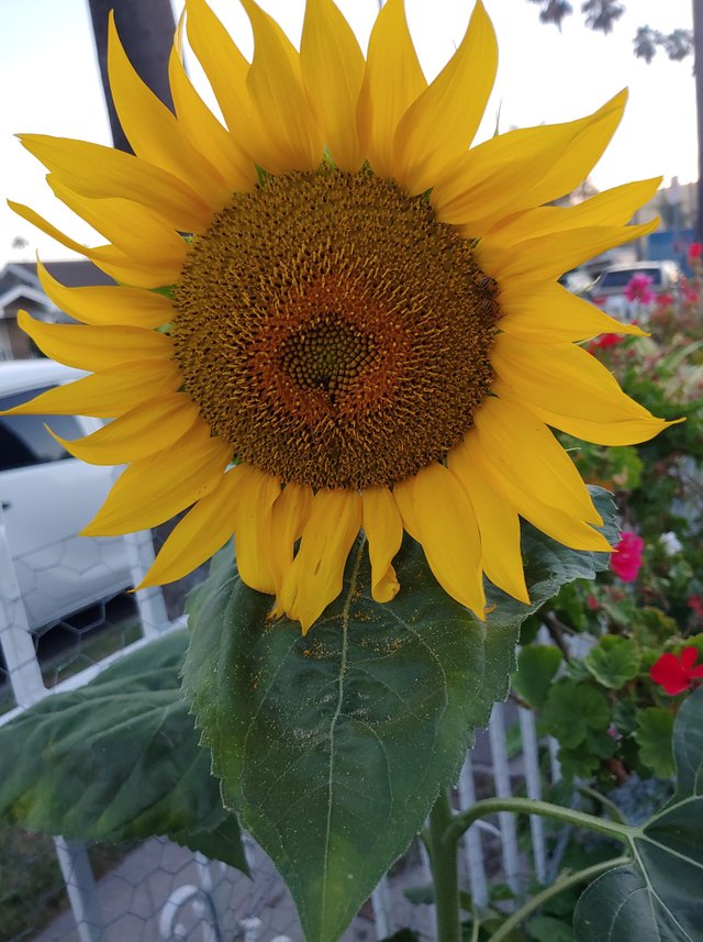 sunflower.jpg