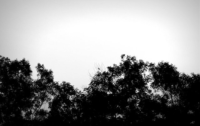 DSC07610b.jpg