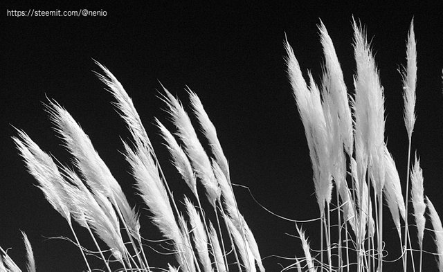 windy-BW2.jpg