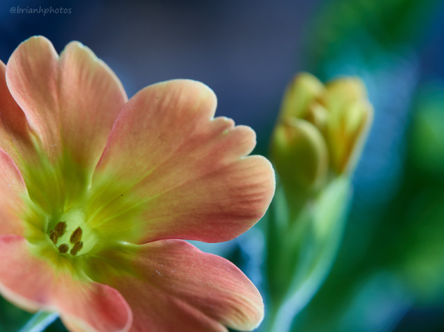 macro 4.jpg