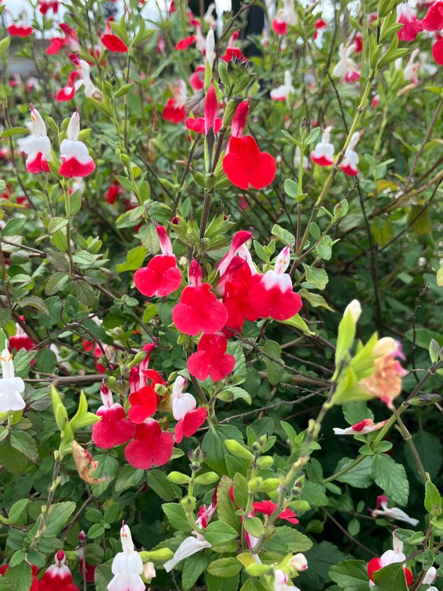 IMG_1916.jpeg