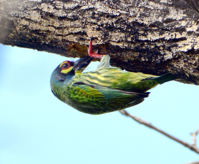 DSC_2911a.JPG