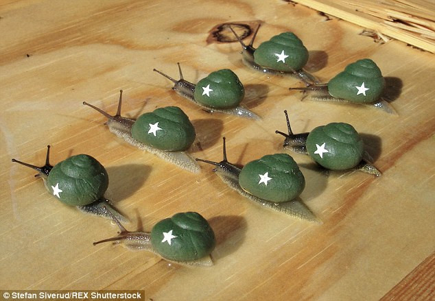 snails003.jpg