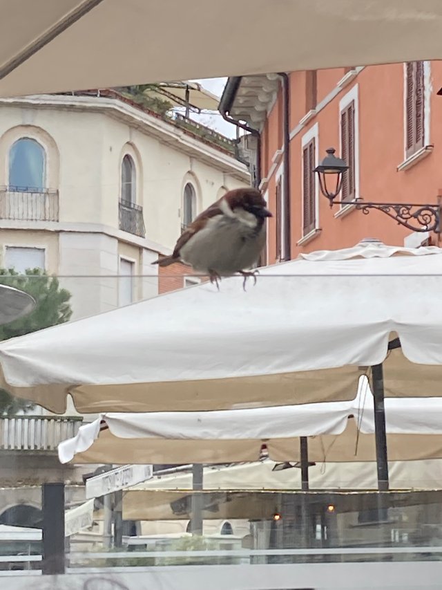 IMG_9480.jpeg
