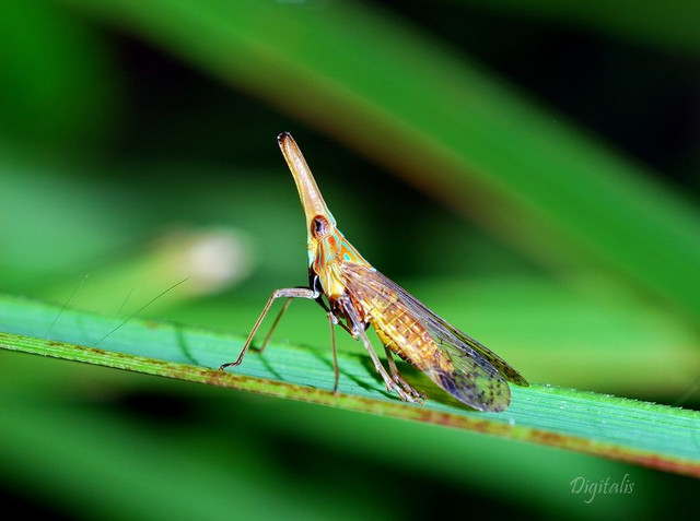 DSC_1274z.jpg