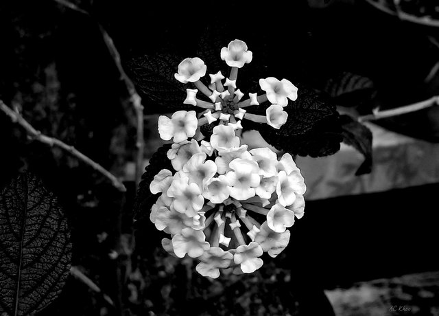 DSC_1022b.jpg
