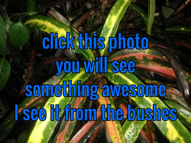 PhotoText.jpg