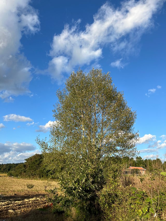 IMG_3542.jpeg