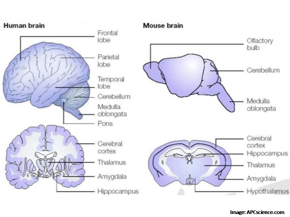 Little brain