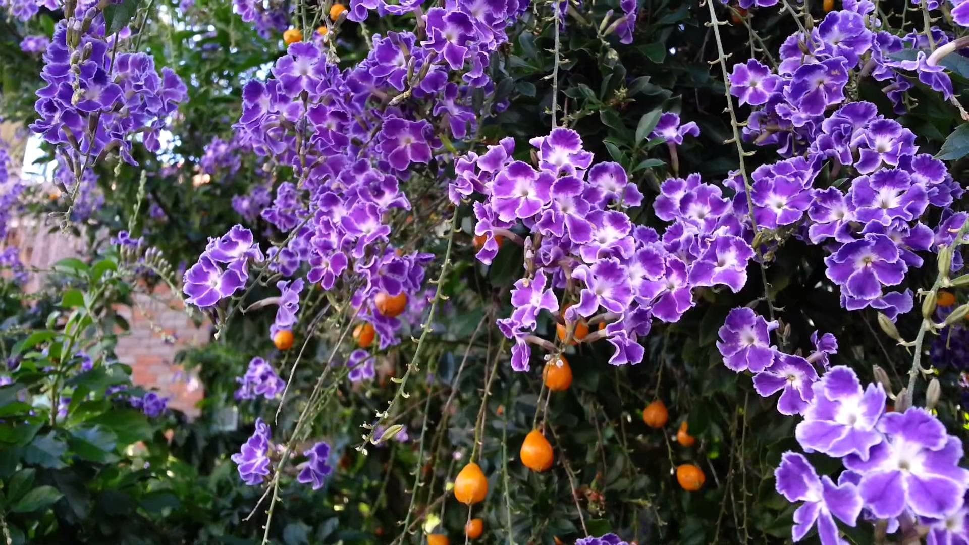 Duranta erecta is a species of flowering shrub... 