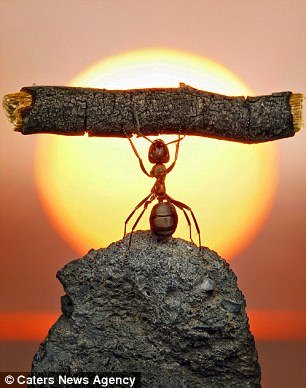 428ED4E600000578-0-Inside_their_exoskeletons_ants_muscles_don_t_have_to_provide_muc-m-40_1500856277163.jpg