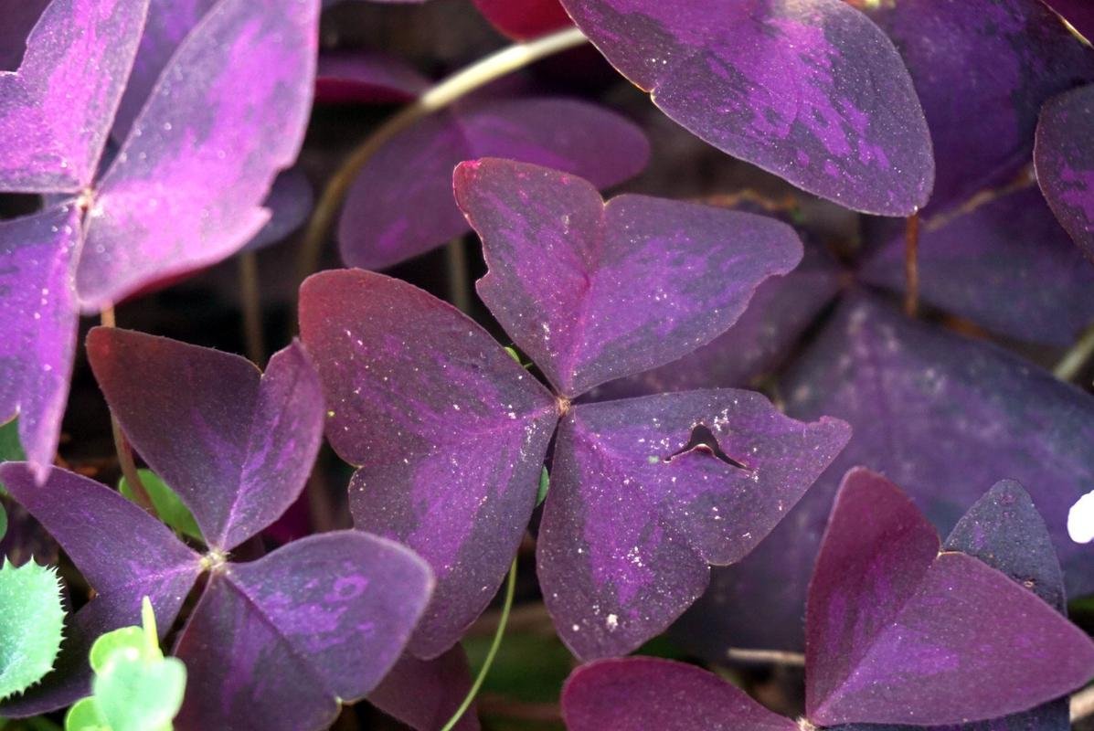 Цветок в виде бабочки фиолетового цвета название фото