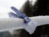 2018-12-05-Hoarfrost-02.jpg