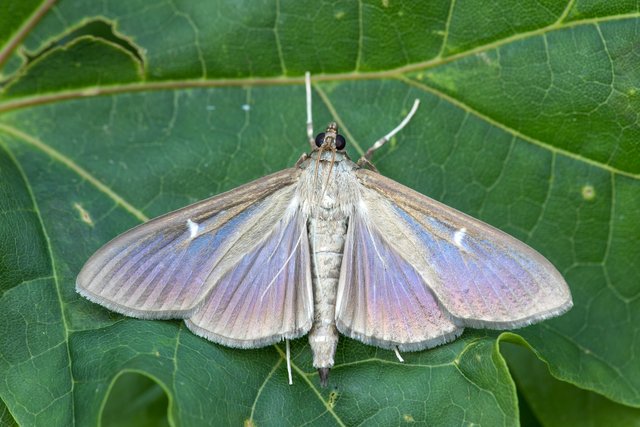 Buchsbaumzünsler (Cydalima perspectalis)_CI4A8990-BF.jpg