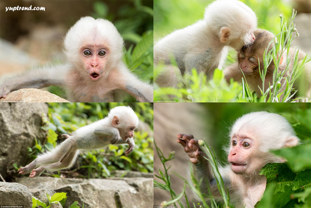 Extremely Rare Photos of Pure White Monkey's — Steemit