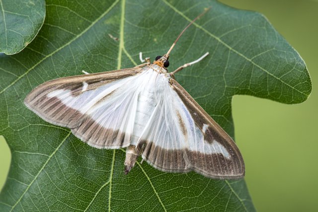 Buchsbaumzünsler (Cydalima perspectalis)_CI4A8987-BF.jpg