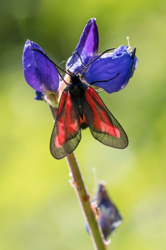 Platterbsen-Widderchen (Zygaena osterodensis)_CI4A9509-BF.jpg