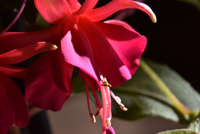 Fuchsia flower 1.jpg