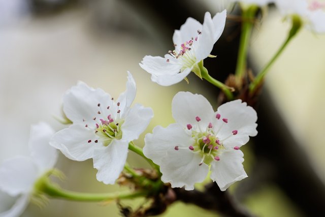 flowers-7312298_1280.jpg