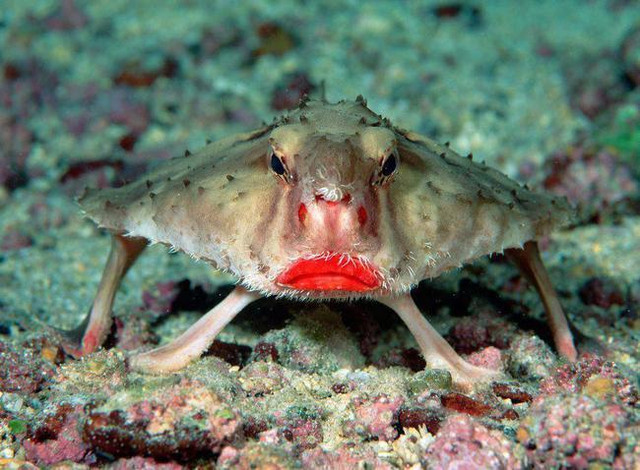 red-lipped batfish.jpg