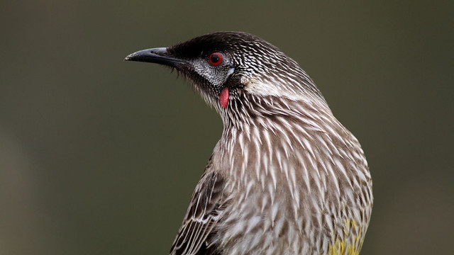 Red Wattlebird 1.jpg
