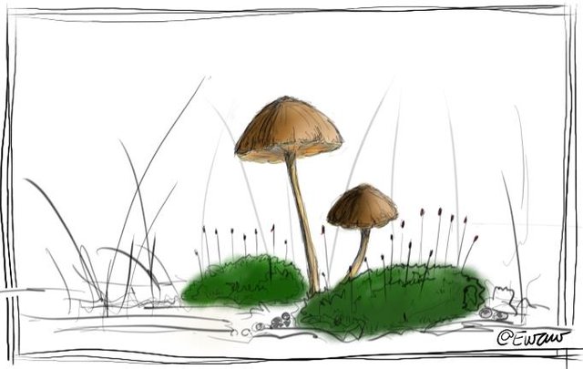 small mushroms 1.jpg