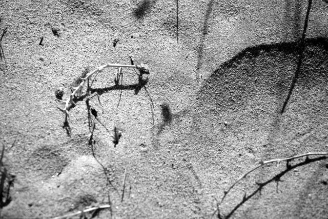 spidey shadow BW.jpg