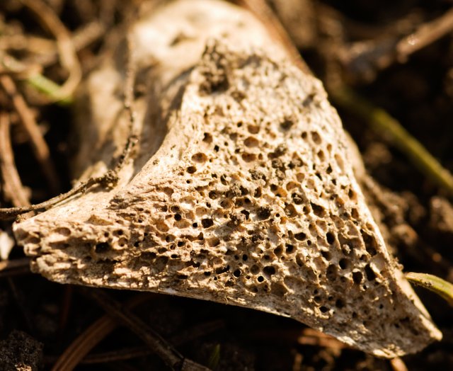2018-Old-Animal-Bone.jpg