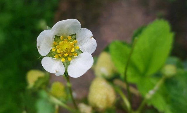 blossom-2671762__480.jpg