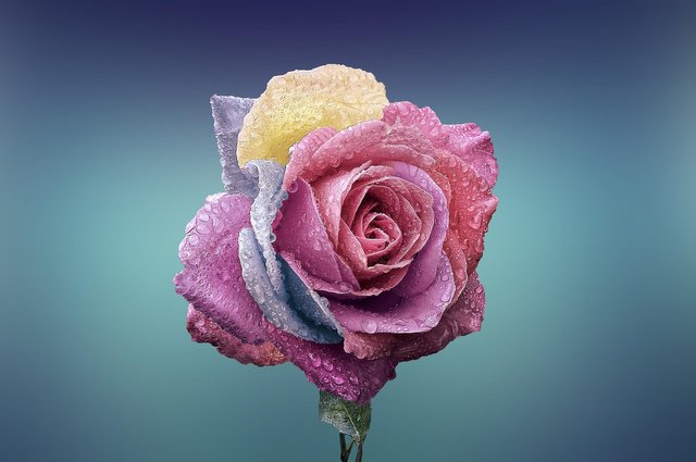 rose-gd179bdfd7_1920.jpg