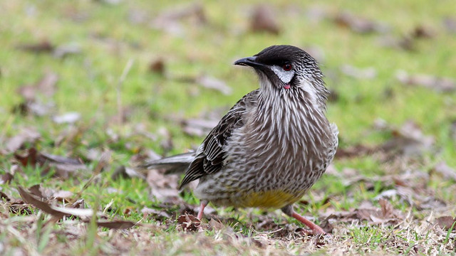 Red Wattlebird 2.jpg
