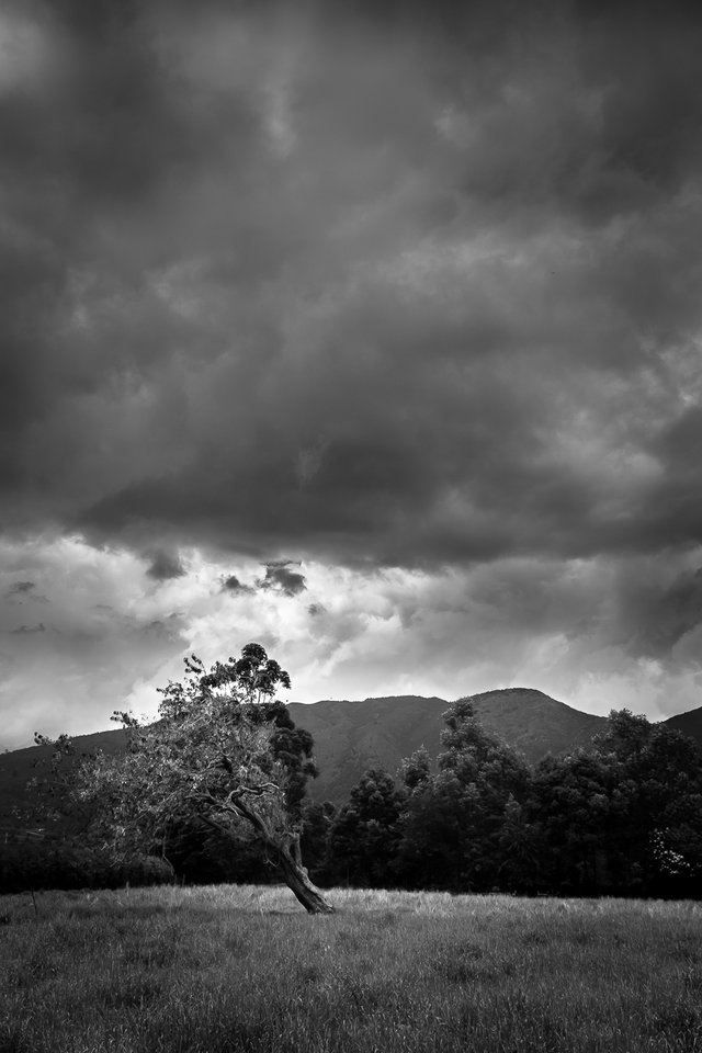 arbol (1 of 1).jpg
