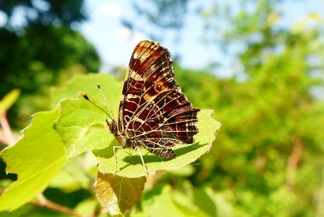 animals-3387380__480.jpg