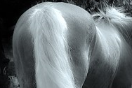 Horse's Butt (2).png
