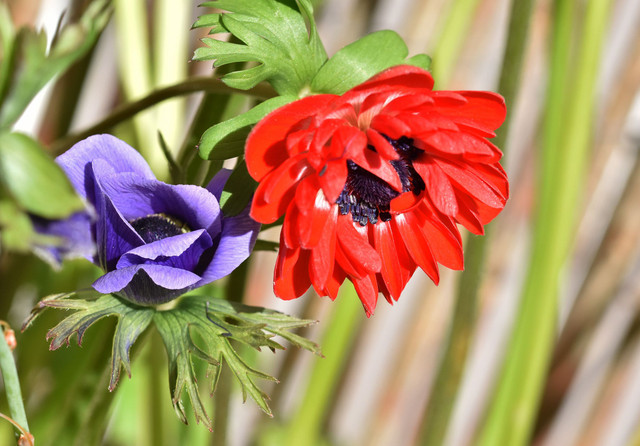 anemone red blue.jpg