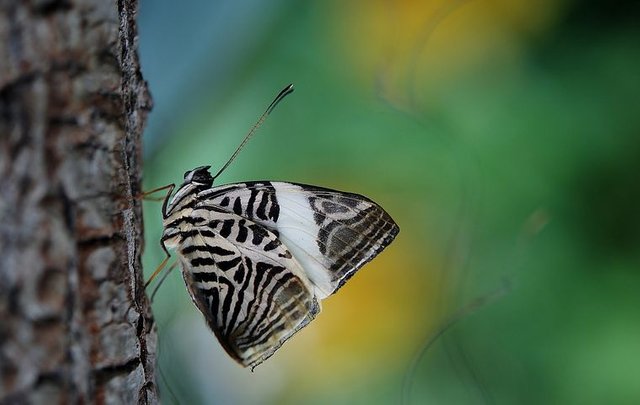 butterfly-43476__480.jpg