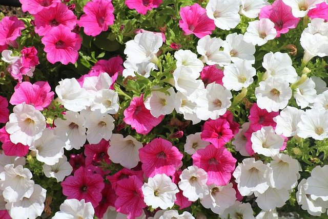 flowers-3565423__480.jpg