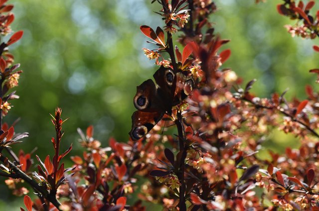 butterfly barberry.jpg