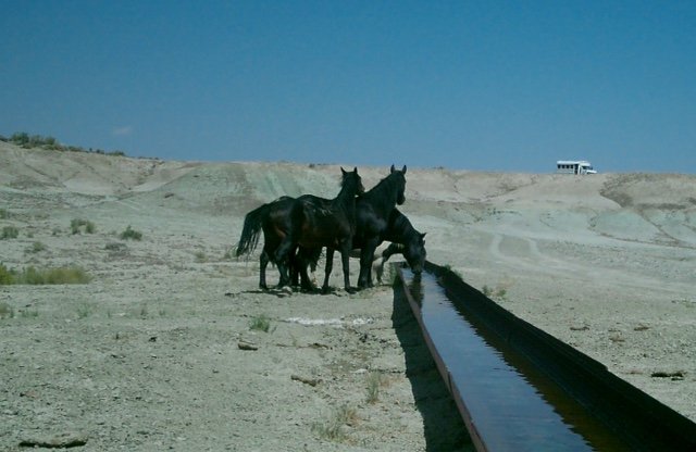 More wild horses.JPG