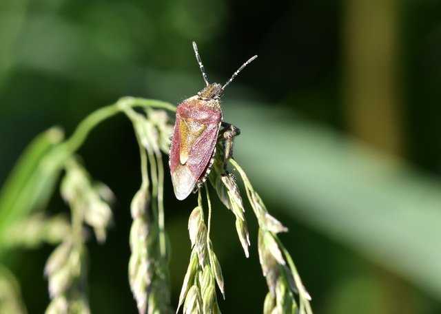 Stinkbug grass 1.jpg