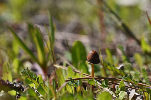 mushroom march 1.jpg