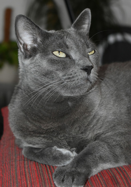 suzi diva pillow.jpg