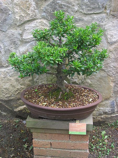 My Tanuki Dead Bonsai Tree Decoration - Finding Beauty in Life within Death   Steemit
