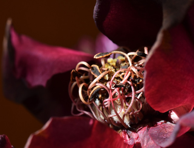 red rose center macro 2.jpg