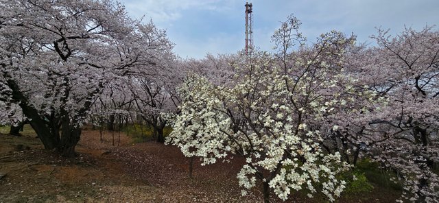KakaoTalk_20250412_181007492_01.jpg