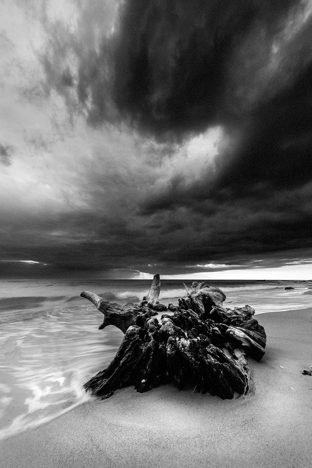 Endangered-species-2015-06-22BW.jpg