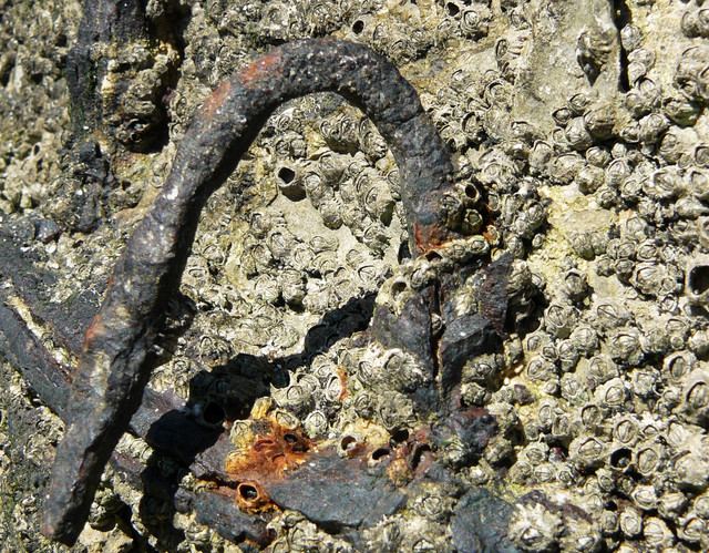 rust Buckshot Barnacles 1.jpg