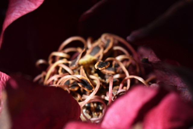 red rose center macro 1.jpg